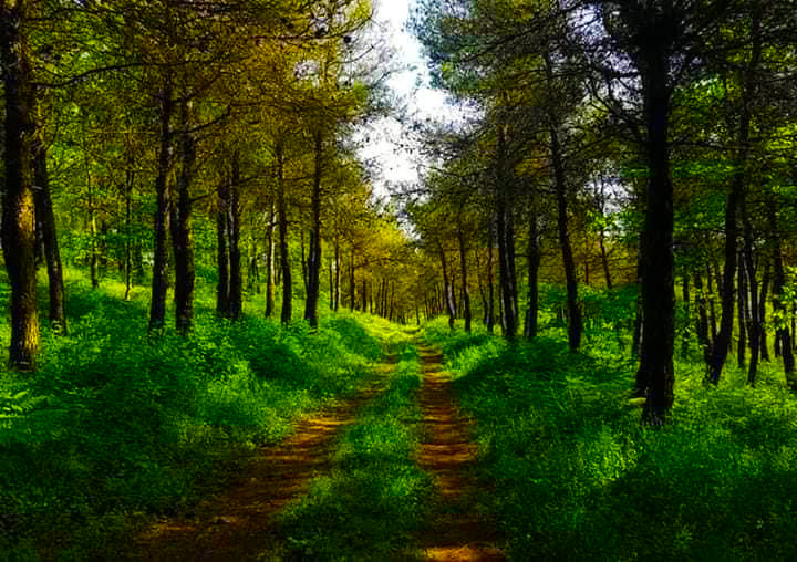 Nabi Matta Forest - Tartus City (West Syria) (4)